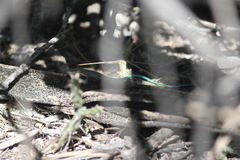Pholidoscelis lineolatus