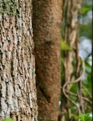 Anolis distichus