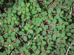 Euphorbia blodgettii