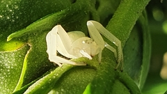 Misumena vatia
