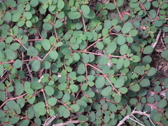 Euphorbia blodgettii