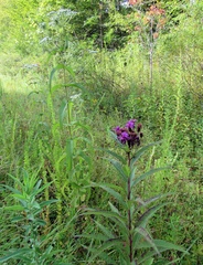 Vernonia glauca
