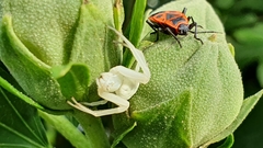 Misumena vatia