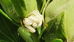 Misumena vatia