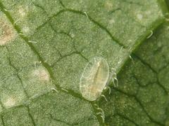 Pulvinaria hydrangeae