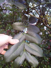 Dysoxylum pachyphyllum