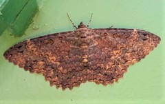 Feigeria xylia