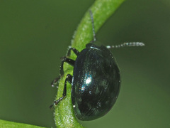 Phaedon cochleariae