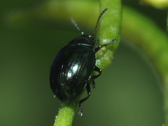 Phaedon cochleariae