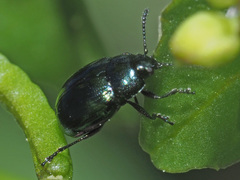 Phaedon cochleariae