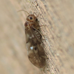 Peripsocus subfasciatus