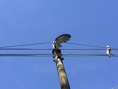 Buteogallus lacernulatus