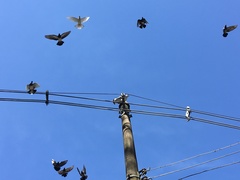 Buteogallus lacernulatus