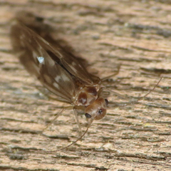 Peripsocus subfasciatus