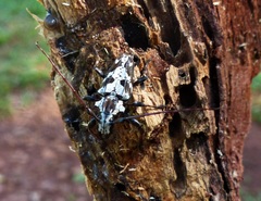 Steirastoma marmoratum