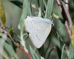 Satyrium sylvinus dryope