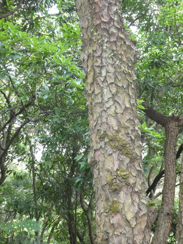 Image of Pinus massoniana by (c) Aaron Liston, some rights reserved (CC BY)