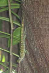 Anolis baleatus