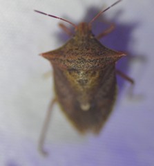 Euschistus ictericus
