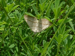 Scotopteryx