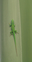 Anolis callainus