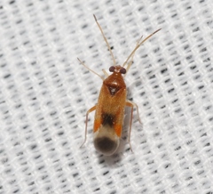 Ceratocapsus apicalis