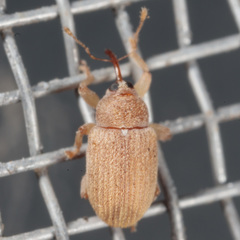 Lignyodes helvolus