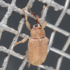 Lignyodes helvolus