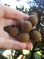 Dysoxylum pachyphyllum