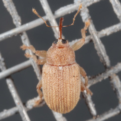 Lignyodes helvolus