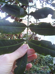 Dysoxylum pachyphyllum