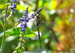 Rhionaeschna marchali