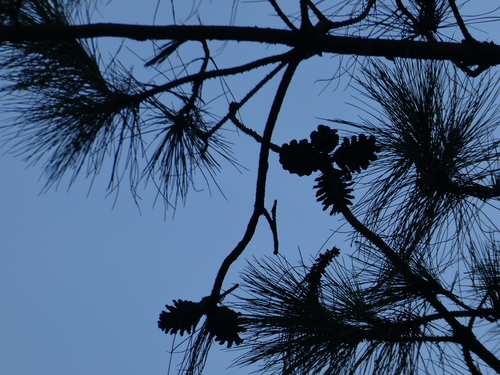 Image of Pinus massoniana by (c) Aaron Liston, some rights reserved (CC BY)