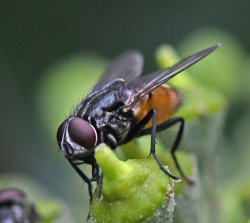 Face fly, photo 3 of 7