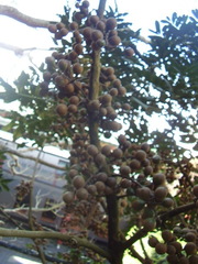 Dysoxylum pachyphyllum