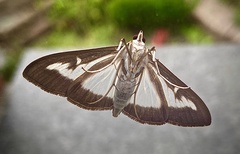 Cydalima perspectalis