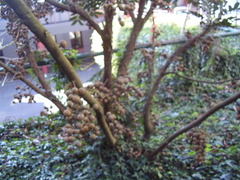 Dysoxylum pachyphyllum