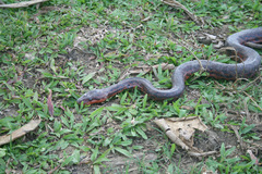 Chilabothrus striatus