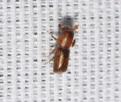 Monarthrum dentigerum