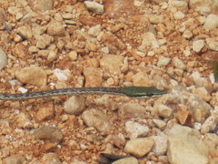 Island Pointed Snake photo 2