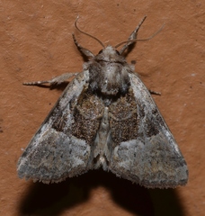 Meropleon ambifusca