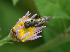 Syritta pipiens