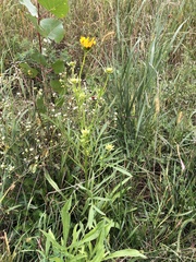 Coreopsis lanceolata