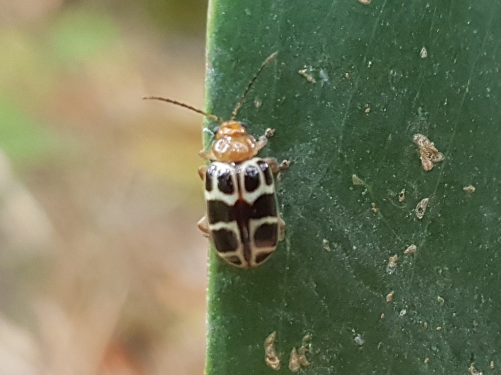 Metacyclini