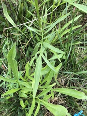 Coreopsis lanceolata