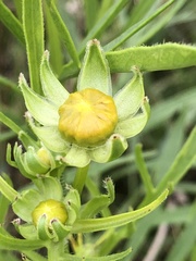 Coreopsis lanceolata