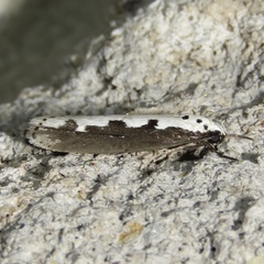 Ethmia bipunctella