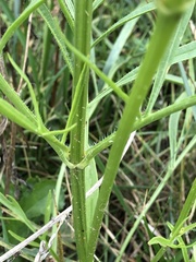 Coreopsis lanceolata