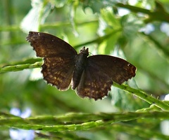 Anisochoria sublimbata