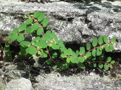 Euphorbia blodgettii